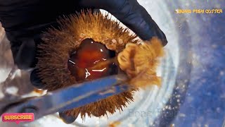 🇯🇵 Japanese Street Food ASMR Cutting Fresh Uni Sea Urchin  Satisfying Sounds  アカウニ [upl. by Pigeon]