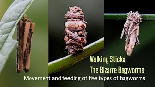 Five types of amazing Bagworms [upl. by Oznole215]