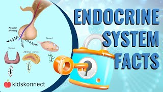 Endocrine System Facts For Kids  How Hormones Work Anatomy Facts [upl. by Sina785]