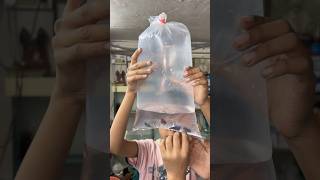 Mene Kafi sari petfish 🐡dekhi fishpetfishfishtankfishing aquarium petsvlogminivlog shorts [upl. by Imef]