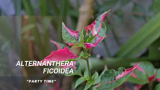 Alternanthera ficoidea quotParty timeparrot leafquot   Tips on propagation [upl. by Omolhs]