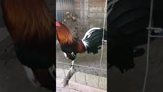 Kelso Hacht 14 asil Bill plummer gallos gallosdecombate rooster corridos [upl. by Eintihw449]