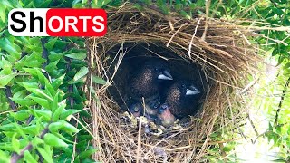 Baby Birds Poop in Front of Nest Until Its Too Dirty – Parents Munia Feeding Together [upl. by Alliuqa594]