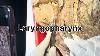 Pharynx dissection [upl. by Cornelia]