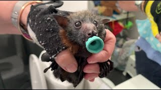 Baby flyingfoxes in care Ouzo Uffish Blackadder ParlezVous Inky Pinky Hugo Caltrops [upl. by Xonk]