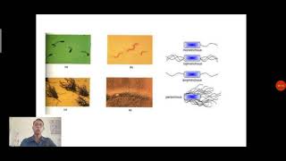 Flagella structure [upl. by Badr137]