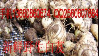 Bletilla Striata ManufacturersBletilla striataBletilla Striata suppliers china [upl. by Peonir]