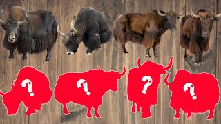 CUTE ANIMALS Musk Ox Puzzle Video Choose The Right Musk Ox Puzzle [upl. by Elacim]