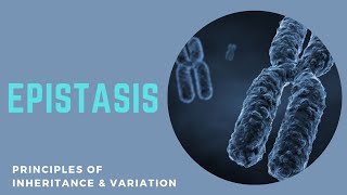 Epistasis  Types and Tricks to remember ratio  Epistatic and Hypostatic gene  Gene Interaction [upl. by Ettennek13]