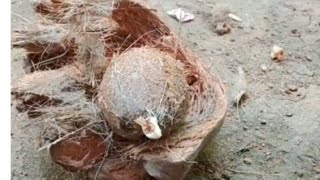 ▶️🥥🥥🥥This is how I peel a coconut🥥🥥🥥coconuteasy [upl. by Byron]