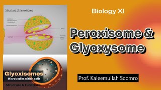 Peroxisome amp Glyoxysome  XI Biology [upl. by Nitreb]