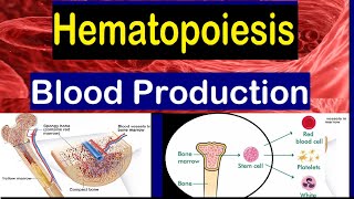 Blood cell formation  Bone Marrow amp Hematopoiesis  2 mins [upl. by Idnib]