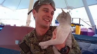 When Stray Cat picks a Soldier on duty its for life 🧡 [upl. by Nadya]