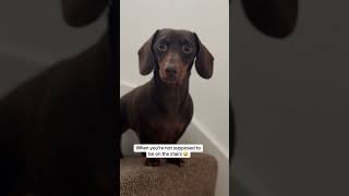 When your Dachshund is not allowed on the stairs [upl. by Laefar440]