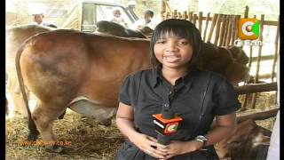 Advantages of Dairy Farming [upl. by Casilda495]