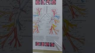 MACAMMACAM TINDAKAN BRONKOSKOPI UNTUK BIOPSI KANKER PARU youtubehealth youtubehealthindonesia [upl. by Madeleine775]