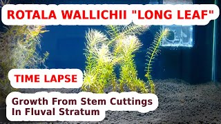 Time Lapse Rotala Wallichii quotLong Leafquot Growth From Stem Cuttings In Fluval Stratum – 44 Days [upl. by Deloria22]