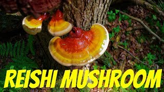 Reishi Mushroom Foraging in the Wild  Medicinal Properties Processing and Identification tips [upl. by Sioled]