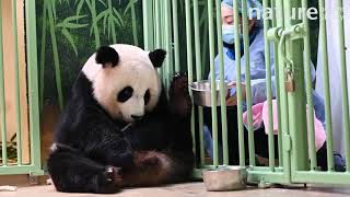 Keeper distracting Giant panda Huan Huan to retrieve baby for medical checks Beauval Zoo France [upl. by Calandra]