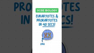 GCSE Biology  Eukaryotes vs Prokaryotes in 40 seconds ⏱️ [upl. by Lertsek]