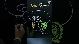 Want to Understand Your Brain Better Watch This Now pwenglish science biology [upl. by Ulah]