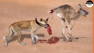 Dingo Dogs Rip a Kangaroo Who Fled Alone [upl. by Alaster]