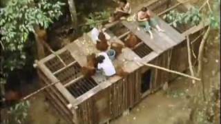 Orangutan  Orphans of the Forest Bukit Lawang Indonesia 1976 Part 3 of 4 [upl. by Akemahs]