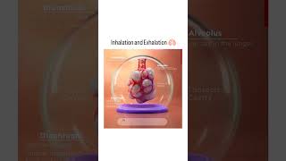 Inhalation and exhalation 🫁 process respiration anatomy [upl. by Bodwell439]