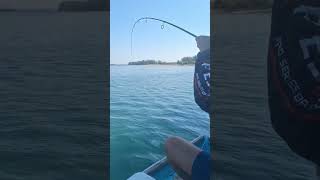 Fishing lures in Richards bay harbor shorts fishing richardsbay lurefishing tiktok [upl. by Eineeuq]