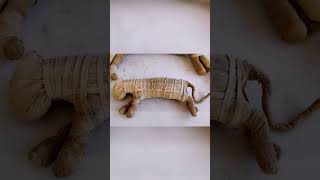 The mummified Cats of Egypt shorts [upl. by Ardnikal]