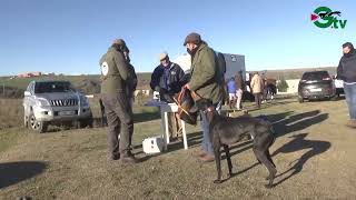 GALGOS CUARTOS DE FINAL DEL GALGO ESPAÑOL EN EL MARÍN [upl. by Atikehs]