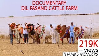 Dil Pasand Cattle Farm 2017 I Documentary I Watch And Share Tha Cattles Dil Pasand I Parrot Studio [upl. by Htnamas601]