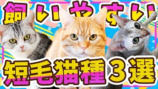 【意外】飼いやすい短毛猫種３選！ 現役猫ブリーダーがおススメの種類をご紹介！ [upl. by Michaeline]