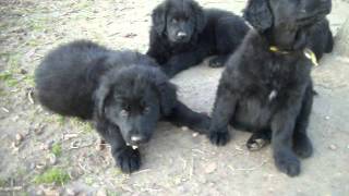 Black Golden Retrievers for Sale Terrell Tx [upl. by Naret]