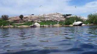 Kayaking around quotBird Islandquot at Eleven Mile Reservoir [upl. by Aicetel]