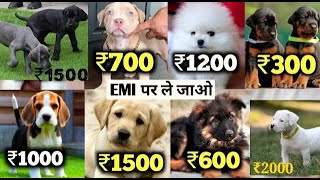 Cheapest dog Market in India  Dog Price List 2024 [upl. by Sairacaz]