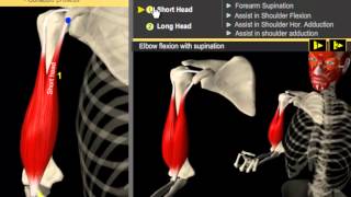 Biceps Brachii Muscle  Build Proportioned Biceps  Anatomy amp Kinesiology [upl. by Ogram393]