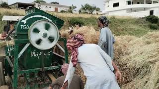 wheat threshing starts in our village [upl. by Jillie120]