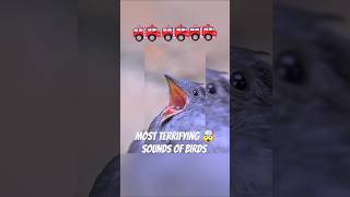 Most terrifying 🤯 Bird sounds terrifyingsounds shorts [upl. by Dogs562]