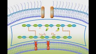 Penicillin Mechanism of Action animation video [upl. by Aysa848]