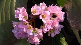 ヒマラヤ雪ノ下ヒマラヤユキノシタ Beautiful Pink Flowers  Himalayan Bergenia [upl. by Nahtanoj]