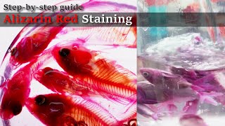 02R Soaking Alizarin Red Staining Stepbystep guide 2023 1130 02 RedB [upl. by Herold]