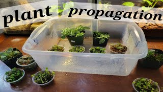 Terrarium Plant Propagation  The EASY Way [upl. by Ruffin]