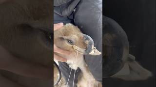 Bakra ka Singh cutting karne ka Asan Tarika shorts viralvideo singh tanweer goatfarm [upl. by Sabrina]