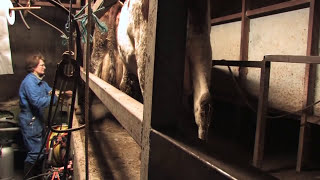 Marechal Film  Traite des Vaches et Biberon des Veaux [upl. by Martreb]