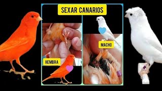 COMO SEXAR CANARIOS [upl. by Ramgad738]