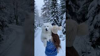 My snow dog in the snow ❄️😍 samoyed dog snow winter [upl. by Most]