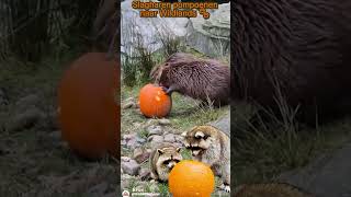 Slagharen pompoenen naar Wildlands 🎃🐾 échte Randy amp Rosie genieten van Halloween traktatie ♥ [upl. by Finegan]