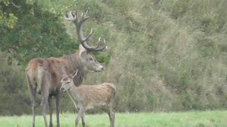 Deer at Melbury Park [upl. by Aehcim201]