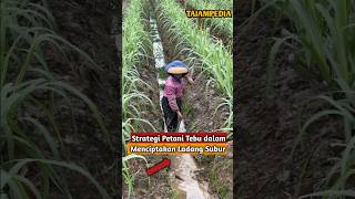 Strategi Petani Tebu dalam Menciptakan Ladang Subur [upl. by Ailefo613]